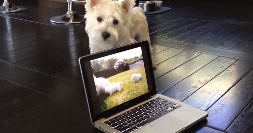 パソコンの子犬の映像をものすごく不思議がる犬
