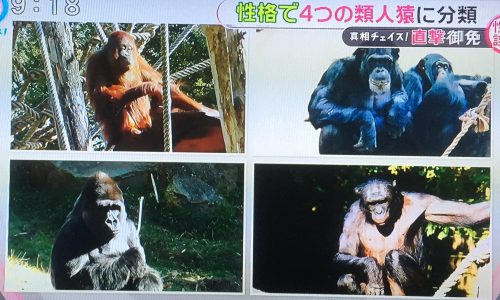 【とくダネ】類人猿分類法で性格診断！あなたはゴリラ？チンパンジー？ボノボ？オランウータン？